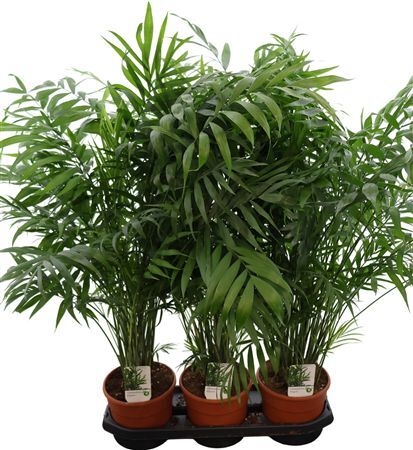 Chamaedorea Elegans