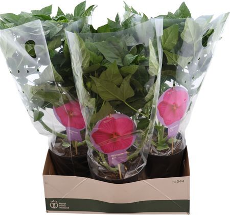 Hibiscus M Xxl Roze