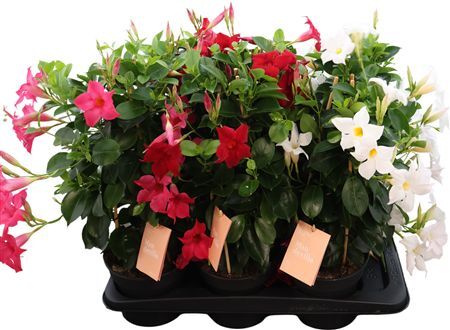 Mandevilla Zomerville Piramide