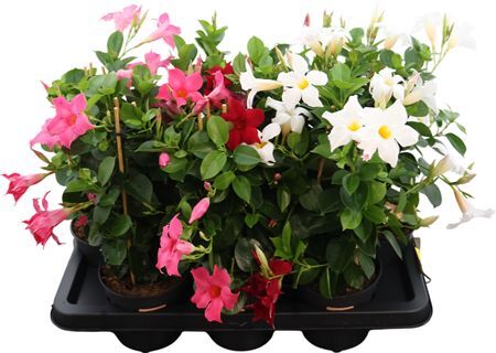 Mandevilla Gemengd Piramide