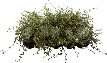 Muca Leucophyta Brownii (calocephalus)