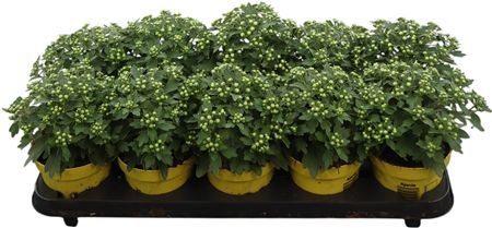 Ajania Pacifica Yellow - Gold