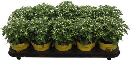 Ajania Pacifica Yellow - Gold