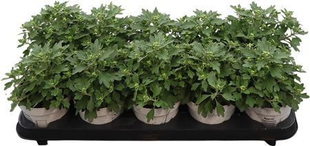 Ajania Pacific White - Silver