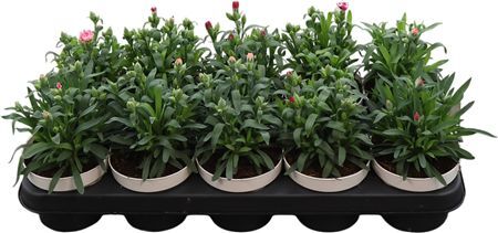 Dianthus Gemengd