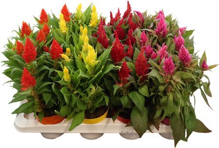Celosia Kel Fire Gemengd