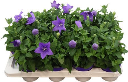 Platyco Gr Astra Blue