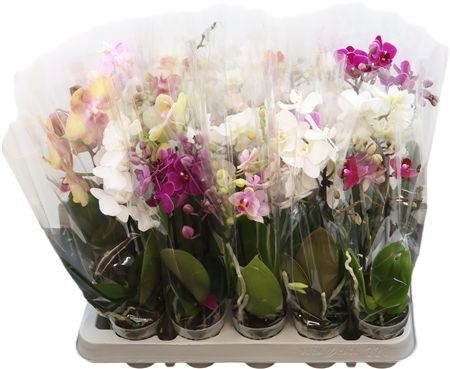 Phal Mini Sweety Gemengd 1-2 Tak A2