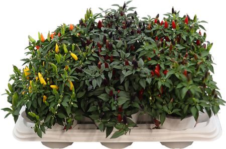 Capsicum An Gemengd