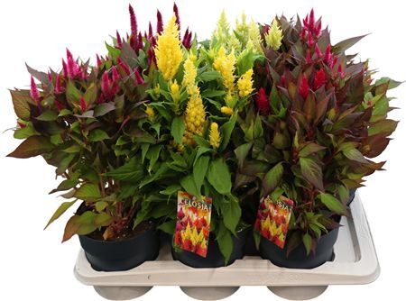 Celosia Kel Fire Gemengd