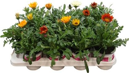 Gazania Rigens Gemengd Bigkiss