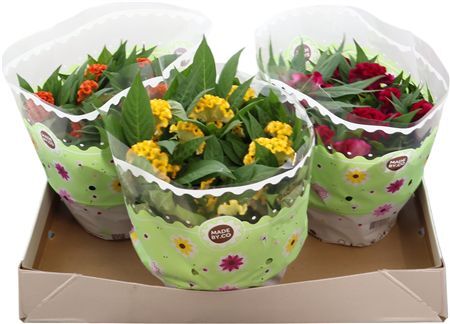 Celosia Twist Gemengd