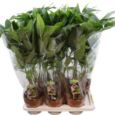 Pachira Aquatica Multi-stam
