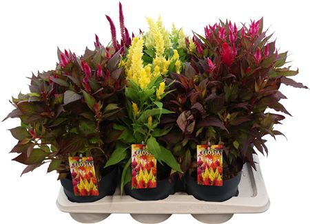 Celosia Gemengd Xl