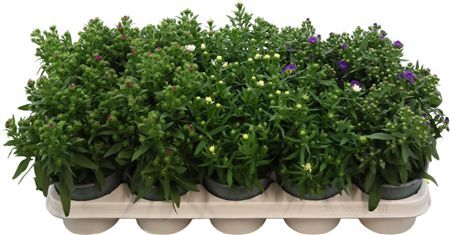 Aster Starletta Gemengd