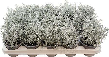 Leucophyta Brownii (calocephalus)
