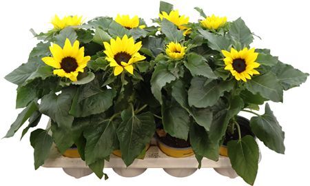Helianthus Stadium 3