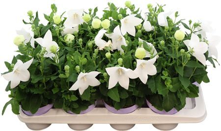 Platyco Gr Astra White