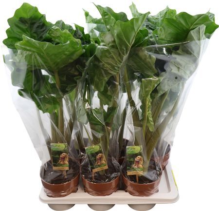 Alocasia Low Rider