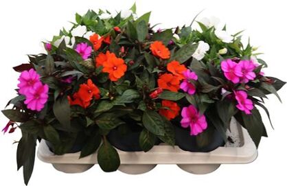 Sunpatiens Gemengd Xl