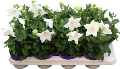 Platycodon White