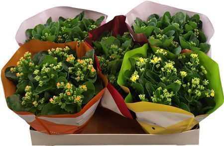 Kalanchoe Single Mix In Sv.coloursl