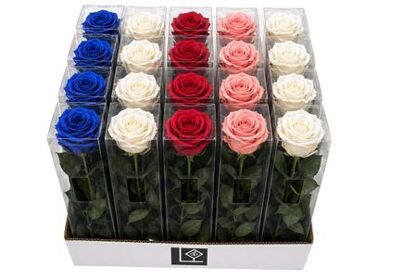 Rosa Preserved Stem Shadow Mix
