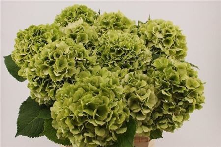 Hydrangea Verena Red Green Classic