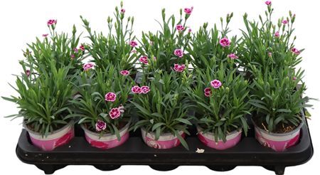 Dianthus Pink Kisses Nl 10,5 Cm (c)