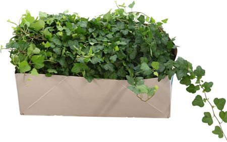 Hedera Helix Wonder
