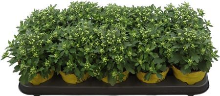 Ajania Pacifica Yellow/gold