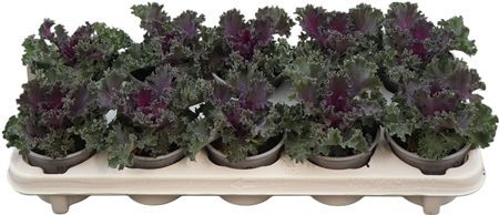 Brassica Gekruld Rood