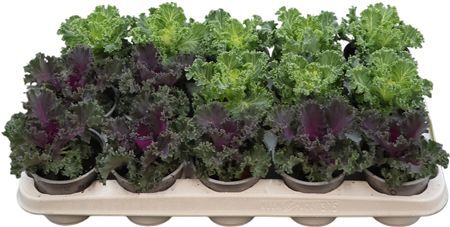 Brassica Gekruld Mix