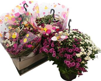 Chrys Skyfall Hanging Basket
