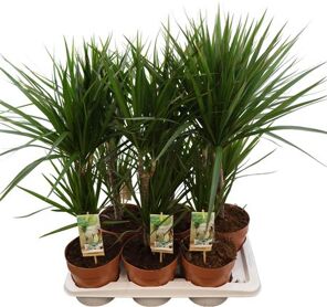 Dracaena Marginata 30-15