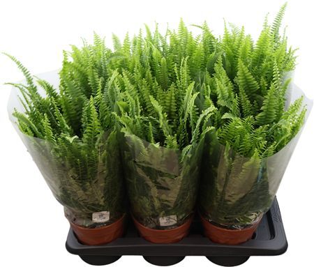Nephrolepis Green Lady - Air So Pur