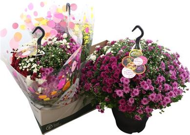 Chrys Ge Skyfall Hanging Basket