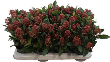 Skimmia Jap. Rubella 10+