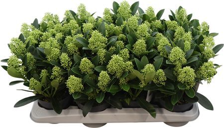 Skimmia Jap. Finchy 9+