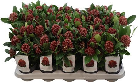 Skimmia Jap. Rubella 4+