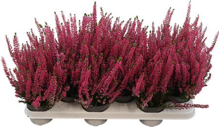 Calluna Ga G Red