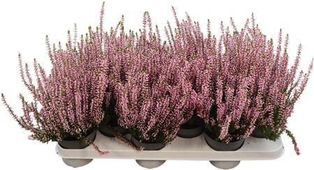 Calluna Ga G Pink