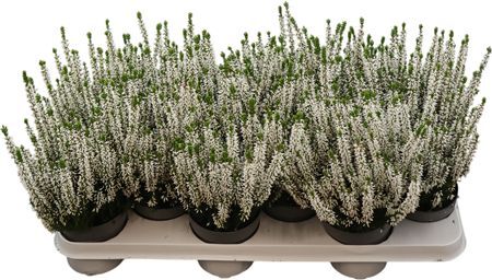 Calluna Ga G White