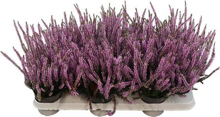 Calluna Ga G Lila