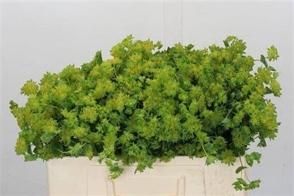 Bupleurum Rotundifol