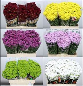 Chr S Mad Tyolo Oran