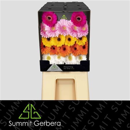 Germini Mixed Classic Dream Diamond