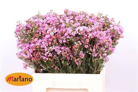 Chame Sarahs Delight