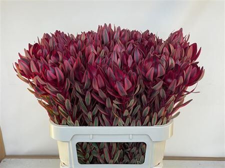 Leucadendron Jester