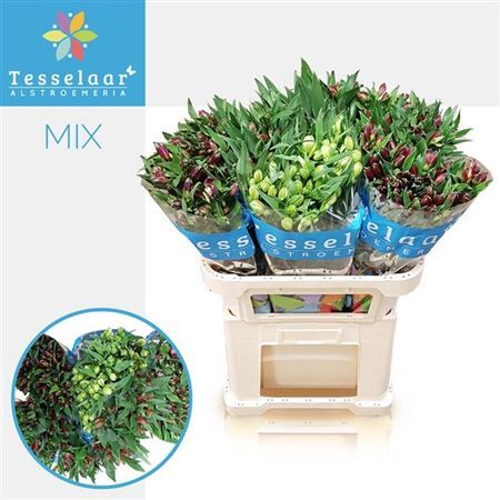 Alstr Gem In Fust Lang